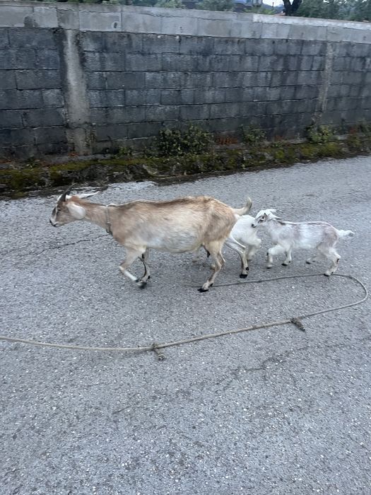 Cabras com cabritos e chibo