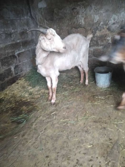 Продам нубійських кіз