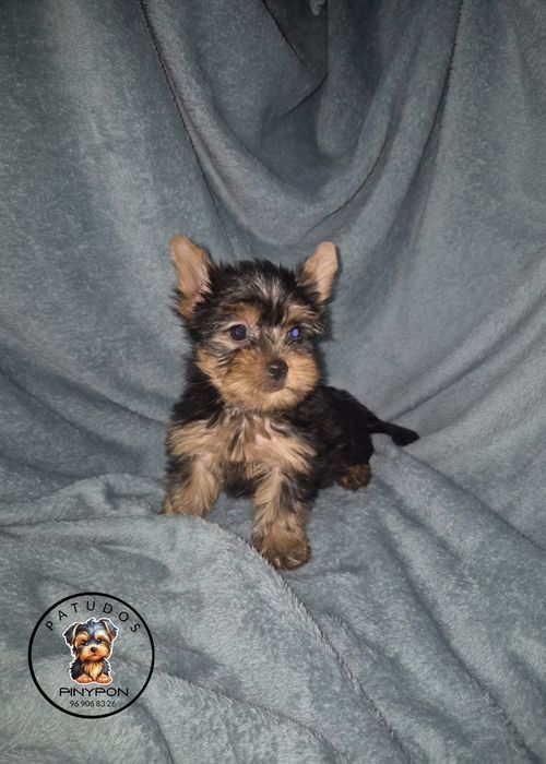 Fêmea Yorkshire Terrier