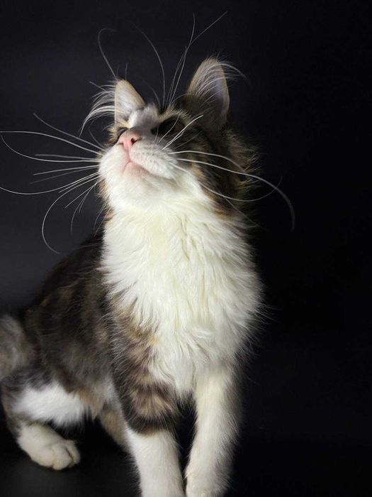 Мейн-кун дівчинка з клубними документами WCF • усі вакцини