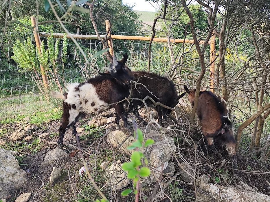 Cabrinhas Anãs - Machos e Fêmeas