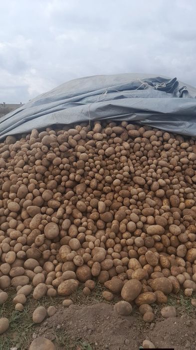 Ziemniaki jadalne Melody luz