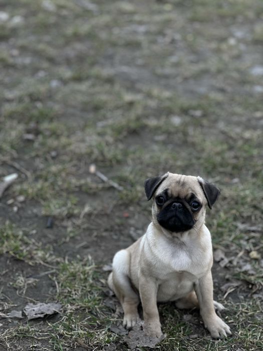 Девочка ( мопса )