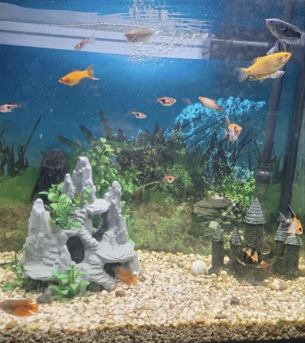 Sprzedam jaskinie do akwarium