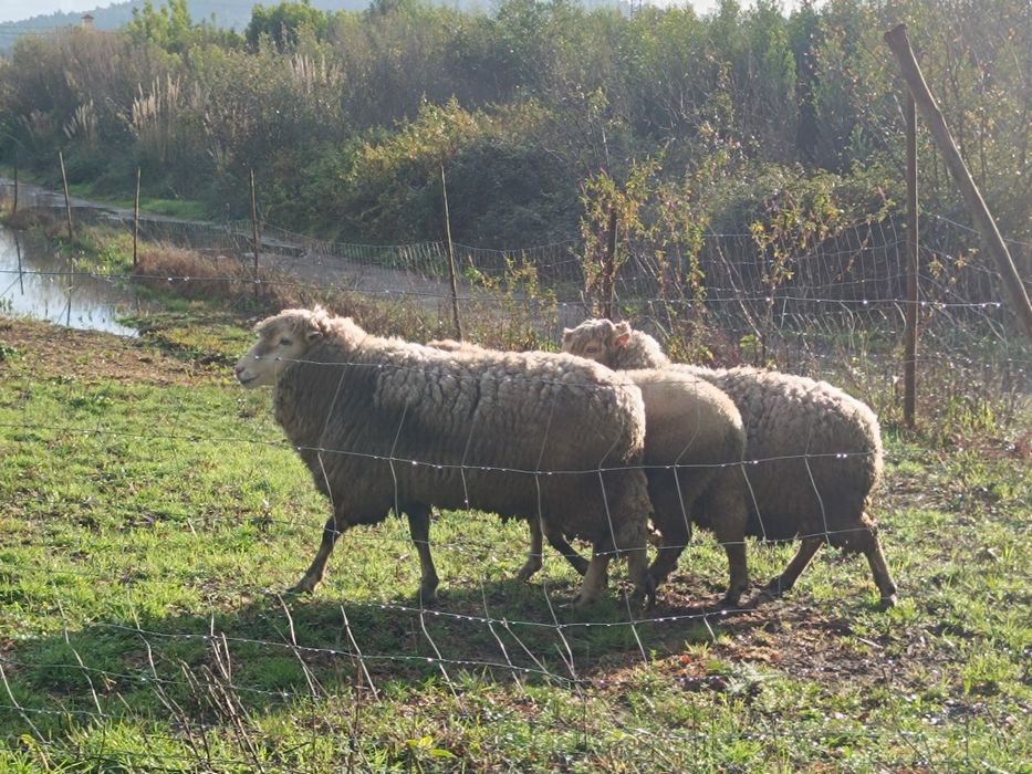 Vende se ovelhas