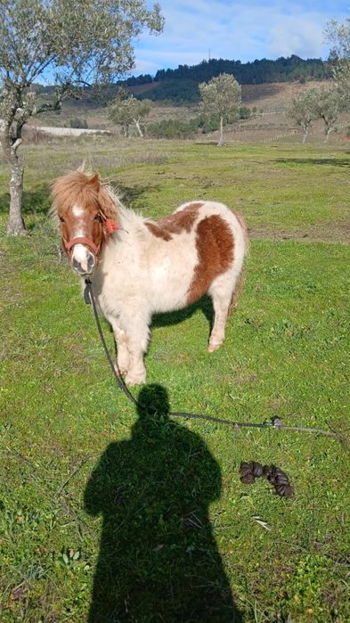 Vende-se pônei 6 anos ou troco