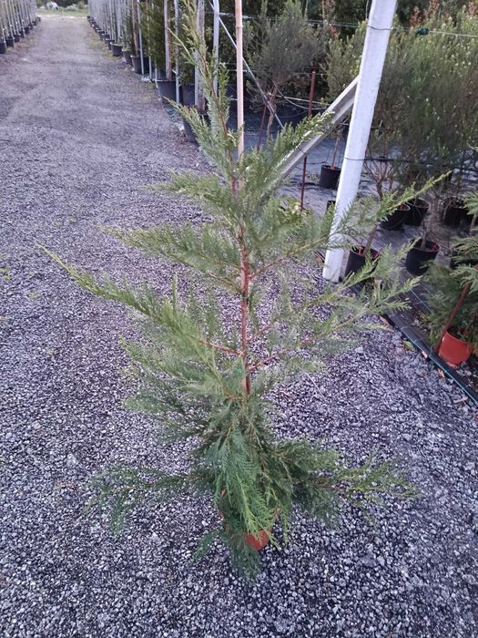 Cedros Leyland Cypress (Planta Cheia 175CM +) ÚLTIMAS UNIDADES