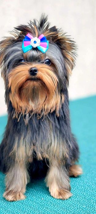 York , Yorki -  Śliczna suczka  Yorkshire Terrier  ZKwP   FCI .