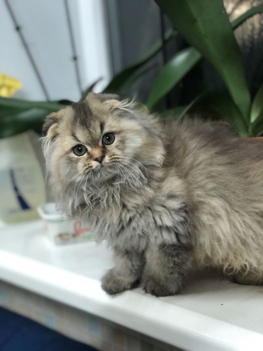 Золотий красунчик