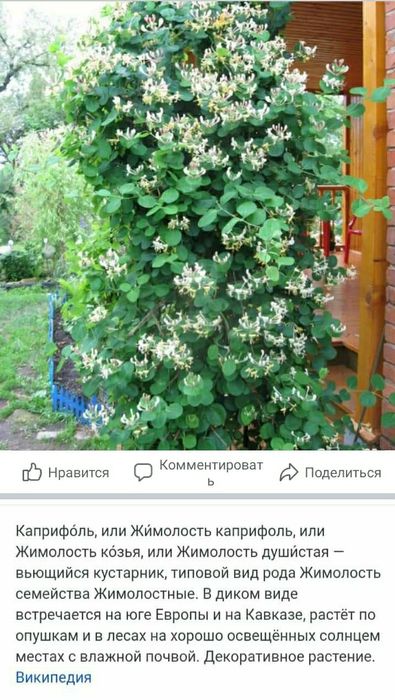 Жимолость, плетюча ліана, квіти