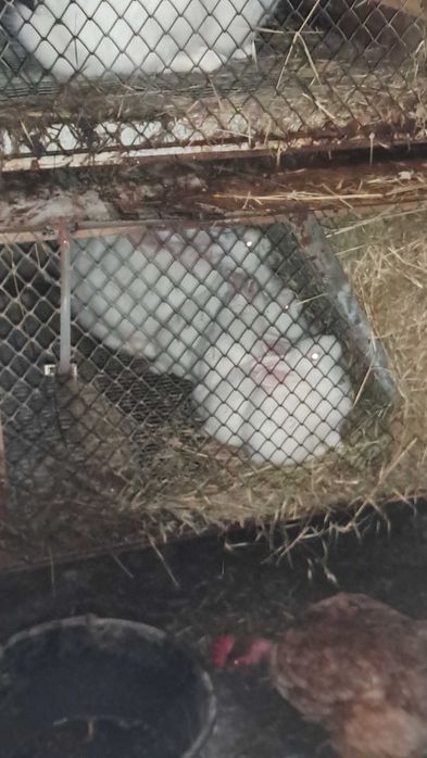 Термонская белая.