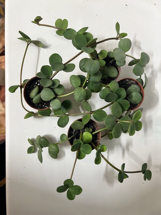 Церопегія звичайна,переромія хоуп