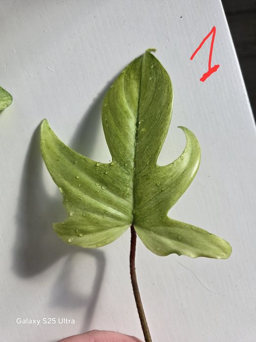 Philodendron Ghost