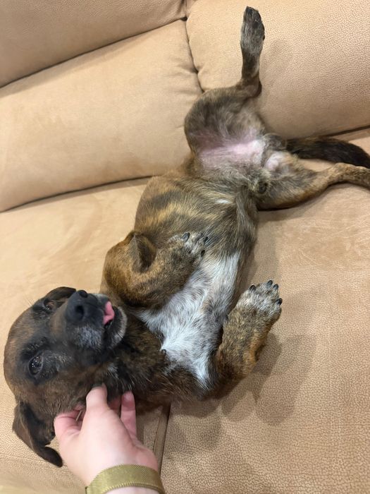 Cão macho para adoção responsável