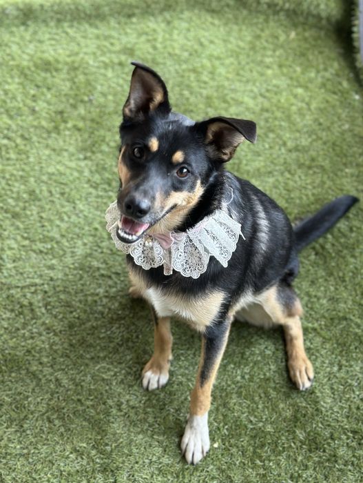 Собачка дівчинка стерилізована