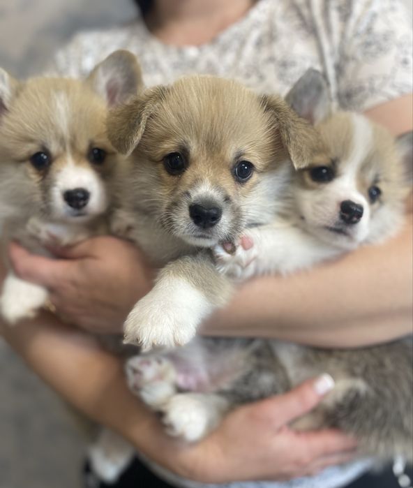 Корженята дівчинка і хлопчики