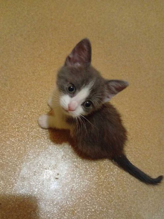 Маленьке чудо. Ласкаве кошеня котик
