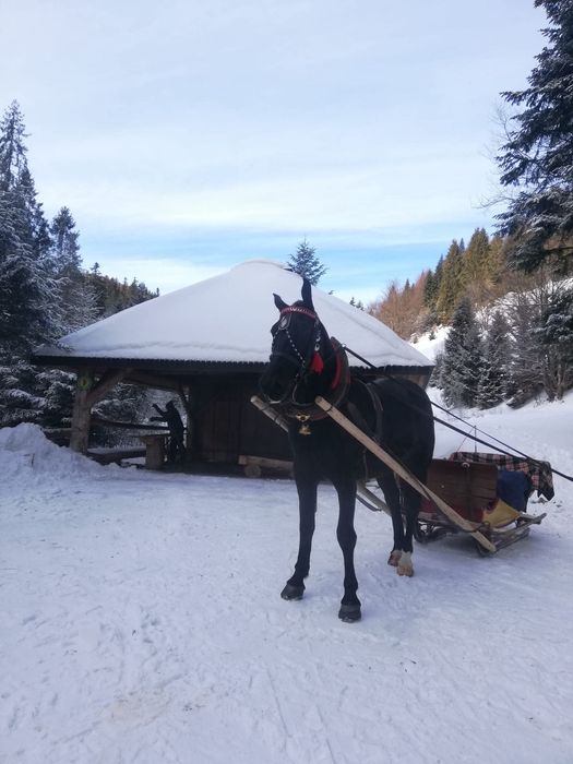 Kulig w Ochotnicy Górnej
