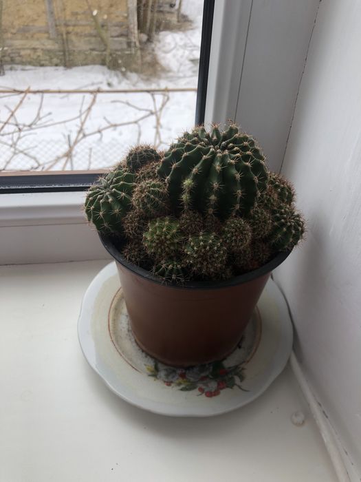 Продам кімнатні рослини Вазон