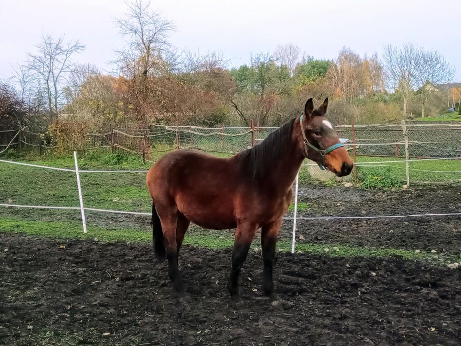 Sprzedam lub zamienię klacz koń