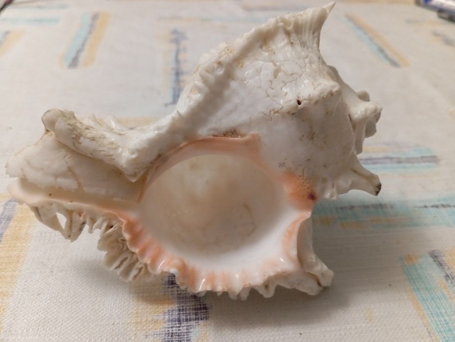 Duża muszla rozkolca (Murex ramosus, Chicoreus ramosus)