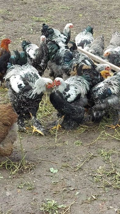 Брама:Кури,півні,курчата та і/я