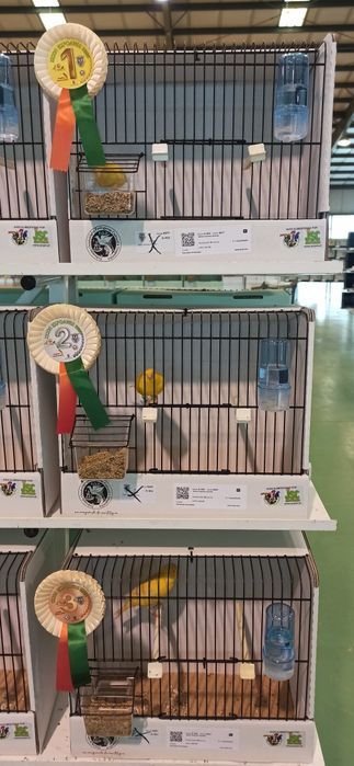 Canários Satinés amarelos 2025