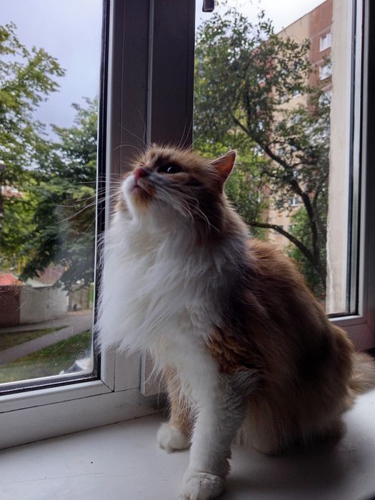 Перетримка котів