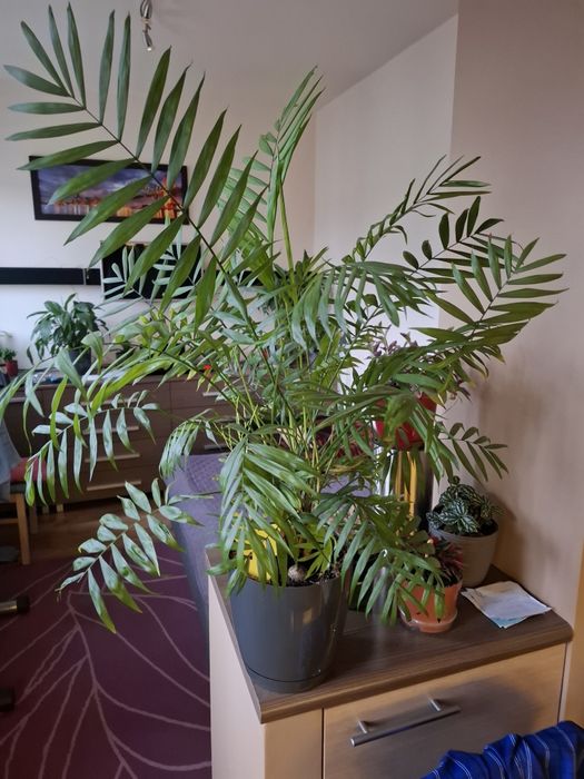 Kwiat palma doniczkowa