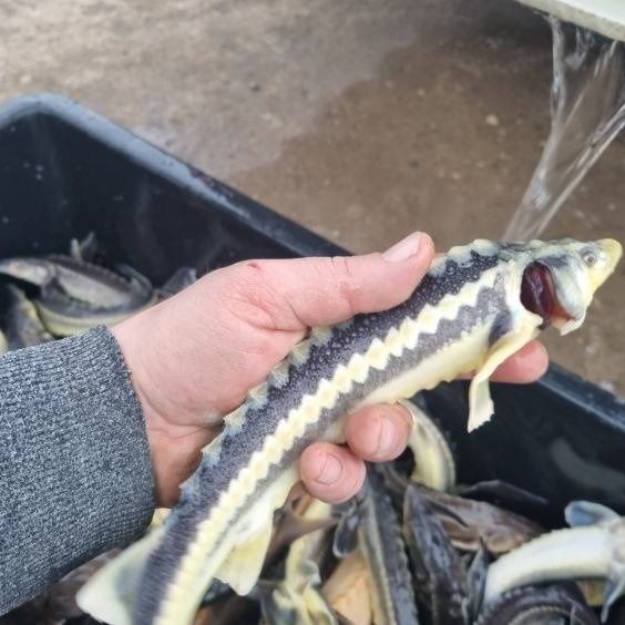 Witam posiadam narybek oraz kroczek amura, tołpygi, jesiotra