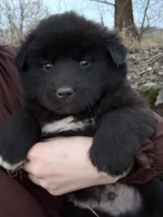 Отдам бесплатно в добрые руки