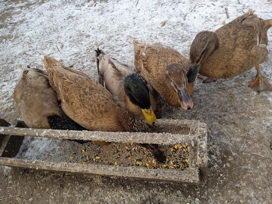 Продам. Инкубацыонные яйца уток Хаки- Кемпбелл