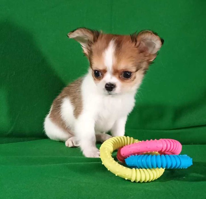 Нарядный минипринц чихуахуа