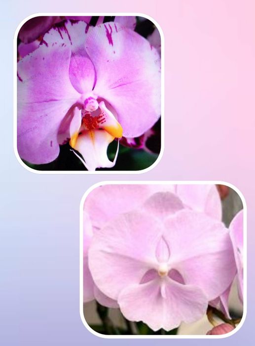 Орхидея Подростки из фласок