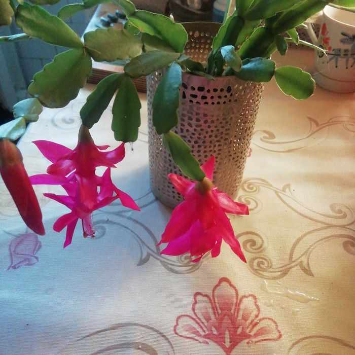 Продам цветущий Рождественник Зигокактус