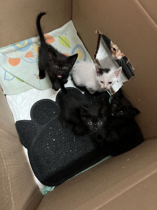 Gatinhos para Adoção Responsável