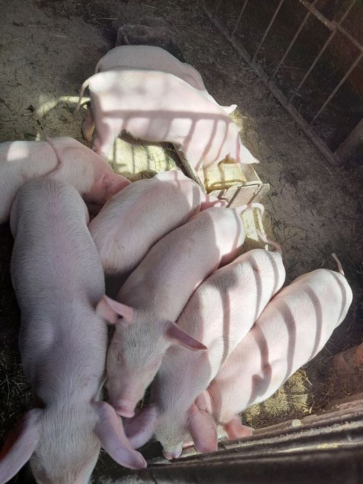 Продам  поросят велика біла