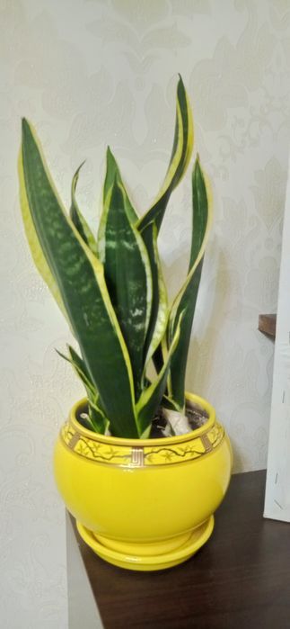 Сансевьера з горшком