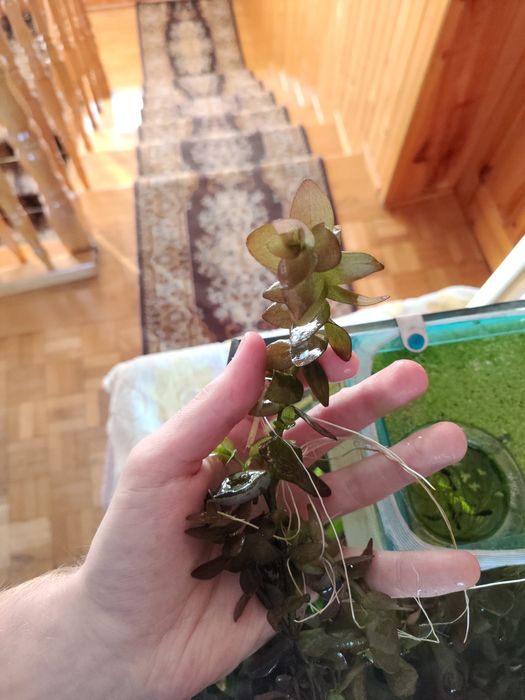 Bacopa 1 sztuka około 15 cm