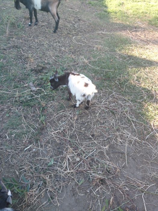 Duas cabras  machos