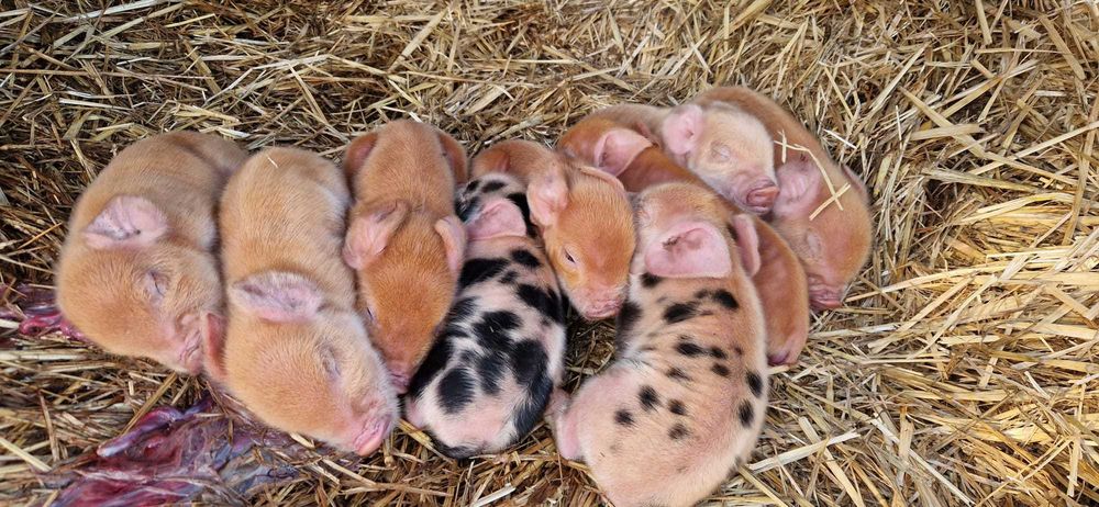 Young Kune Kune Piglets (23 February, 2026)