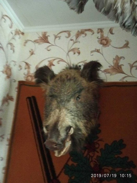 Чучело головы кабана