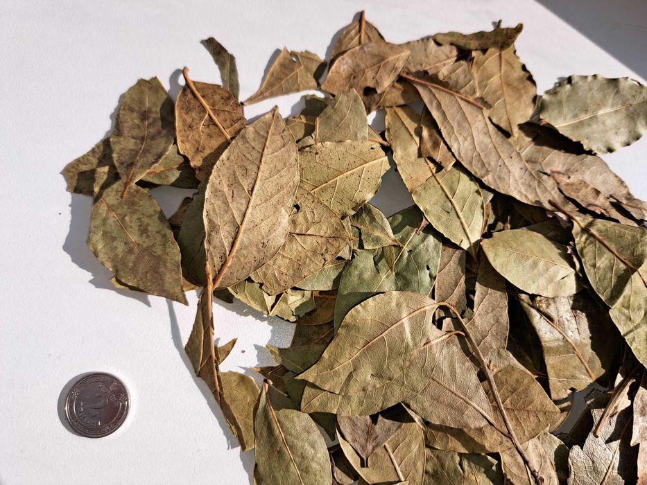 Лавровий лист лавровый