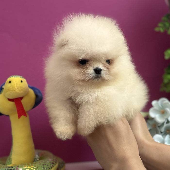 ляльковий Ведмедик шоу классу