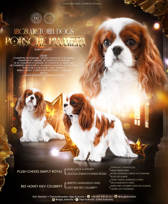 Кавалер кінг чарльз спаніель чемпіон Київ КСУ FCI