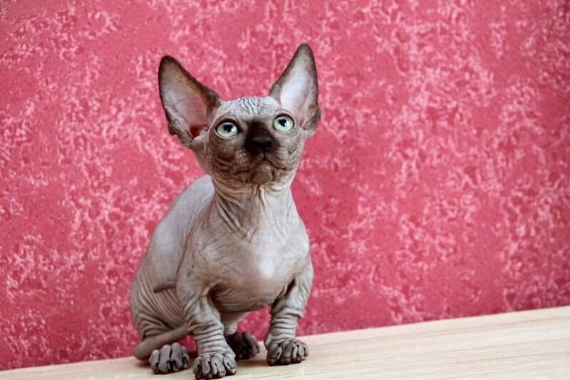 Котята для Выставки