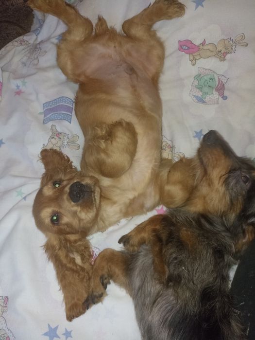 Спаніелі хлопчики і дівчатка.