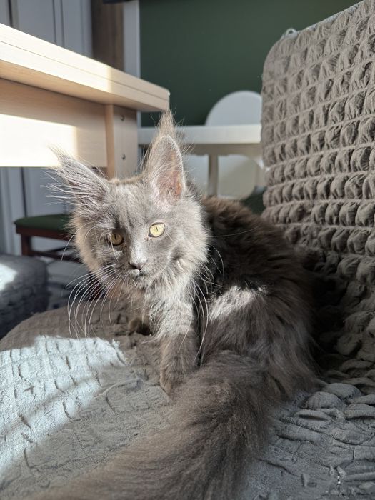 Продам дівчинку Мейн-кун