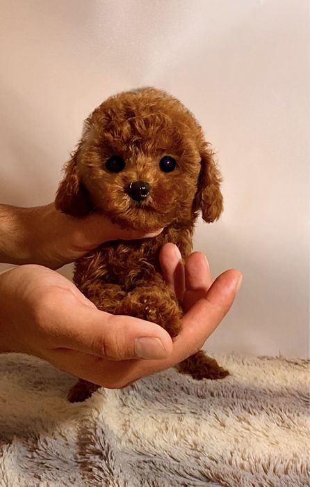 Чудові позитивчики міні та мікро мальтипу / той пудель Китай бебі фейс