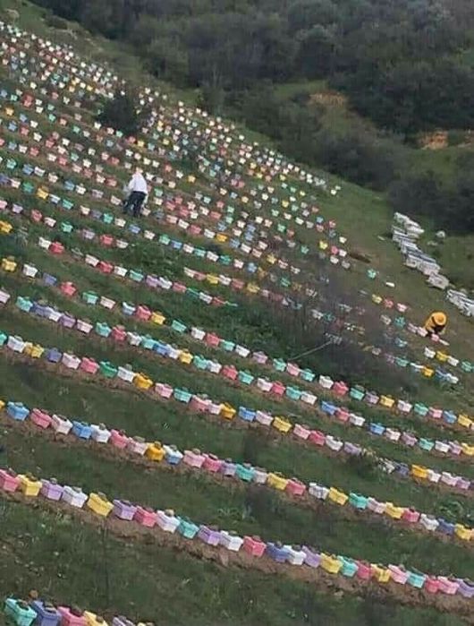 Бджоломатки карніка Тройзек-Вароатолеранц (австрійка) плідні.матка.